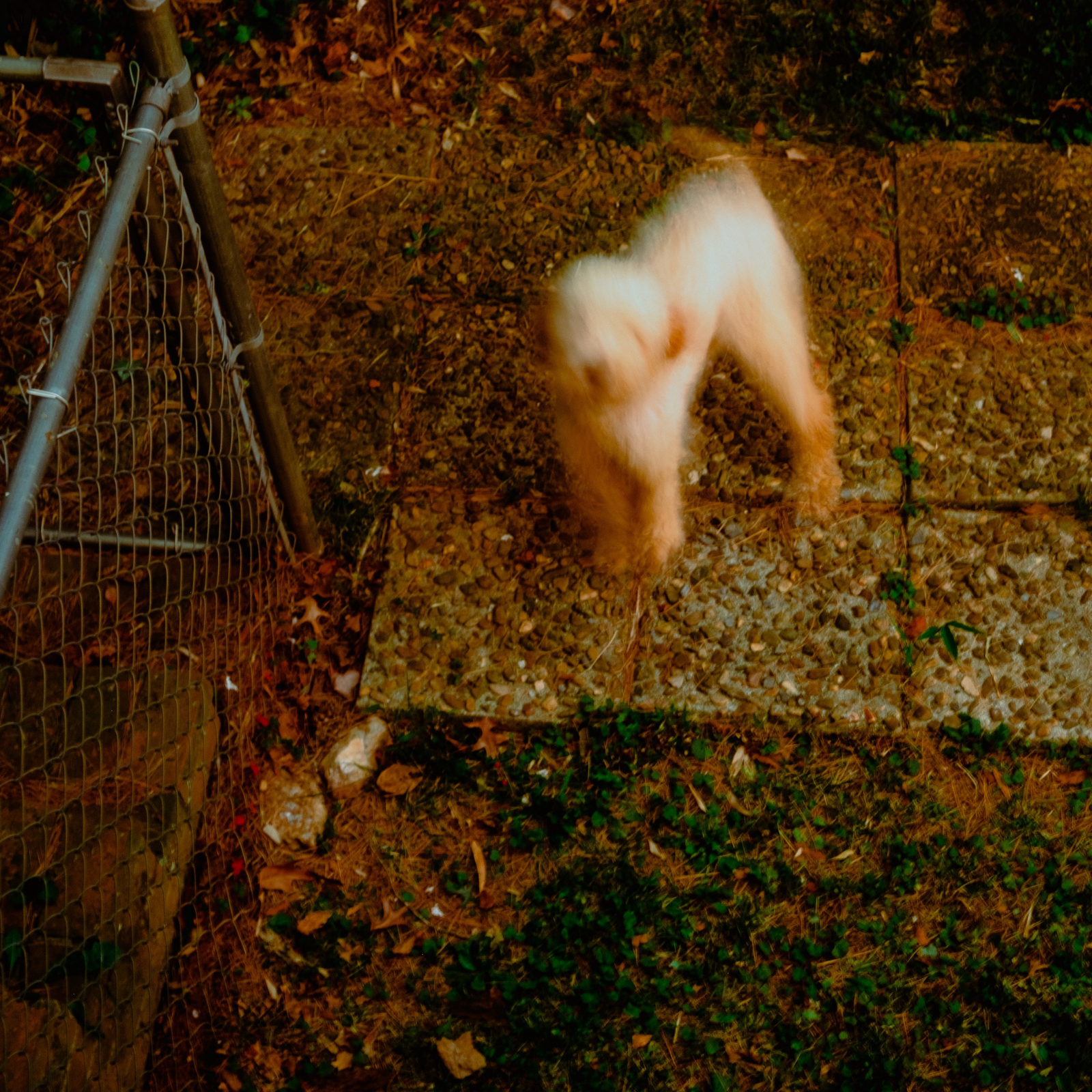 My Dog Was Still Alive