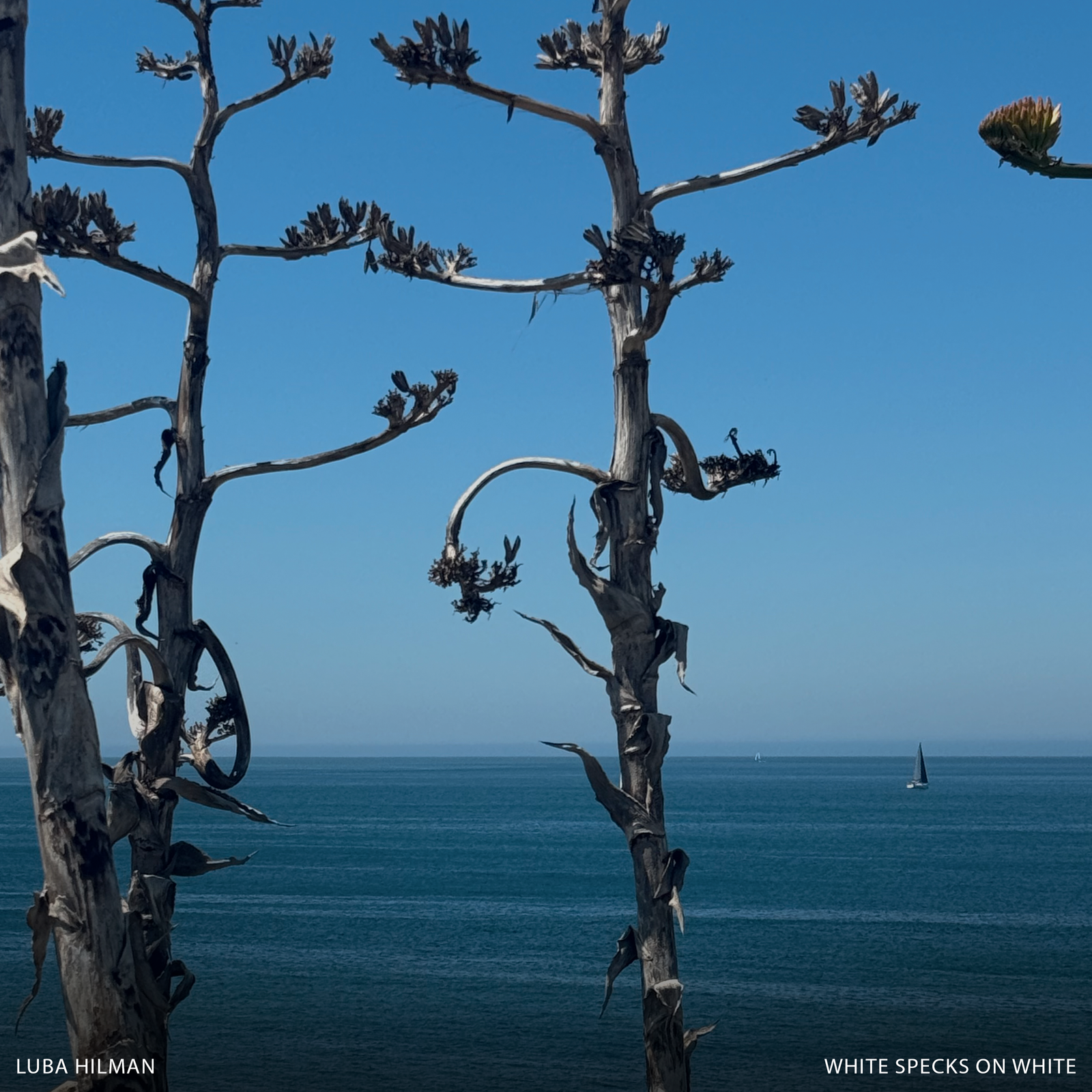 White Specks on White